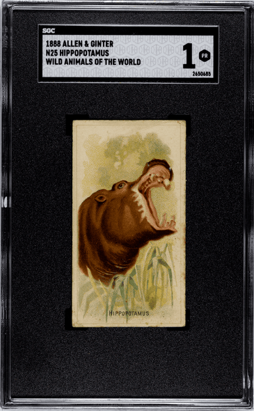 1888 N25 Allen & Ginter Hippopotamus Wild Animals of the World SGC 1 front of card