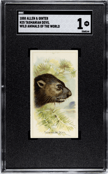 1888 N25 Allen & Ginter Tasmanian Devil Wild Animals of the World SGC 1 front of card