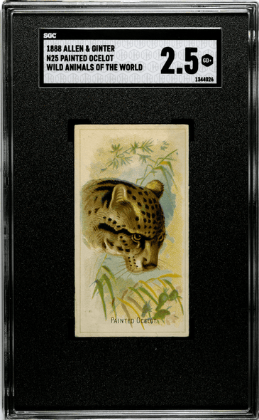 1888 N25 Allen & Ginter Painted Ocelot Wild Animals of the World SGC 2.5 front of card