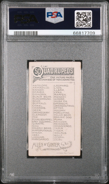 1890 N21 Allen & Ginter Zebra 50 Quadrupeds PSA 3.5 back of card