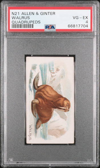 1890 N21 Allen & Ginter Walrus 50 Quadrupeds PSA 4 front of card