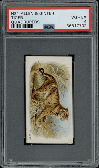 1890 N21 Allen & Ginter Tiger 50 Quadrupeds PSA 4 front of card