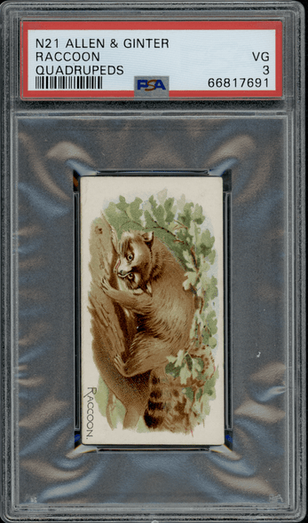 1890 N21 Allen & Ginter Raccoon 50 Quadrupeds PSA 3 front of card