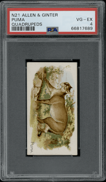 1890 N21 Allen & Ginter Puma 50 Quadrupeds PSA 4 front of card