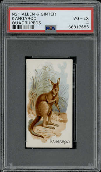 1890 N21 Allen & Ginter Kangaroo 50 Quadrupeds PSA 4 front of card