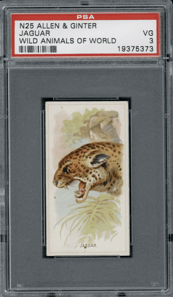 1888 N25 Allen & Ginter Jaguar Wild Animals of the World PSA 3 front of card