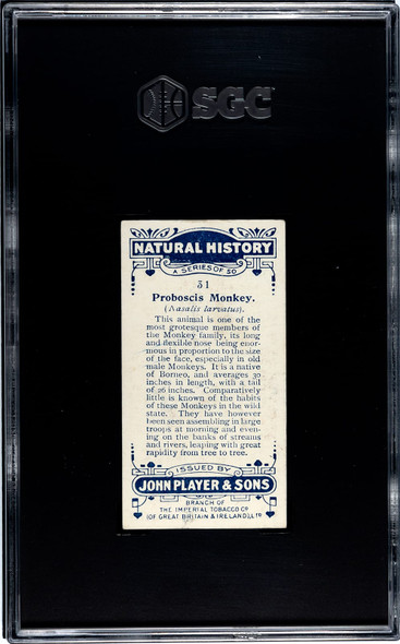 1924 John Player & Sons Proboscis Monkey #31 Natural History SGC 6 back of card