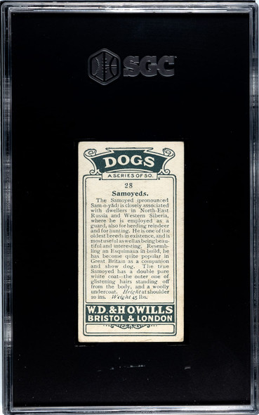 1920 W.D. & H.O. Wills Samoyeds #28 Dogs SGC 2.5 back of card