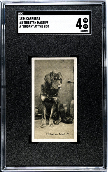 1924 Carreras Ltd. Thibetan Mastiff #5 A Kodak at the Zoo SGC 4 front of card