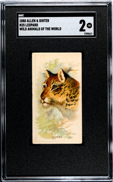 1888 N25 Allen & Ginter Leopard Wild Animals of the World SGC 2 front of card