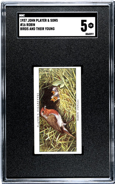 1937 John Player & Sons Robin #16 Birds and Their Young SGC 5 front of card