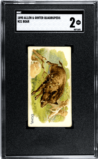 1890 Allen & Ginter Boar N21 Quadrupeds SGC 2 front of card