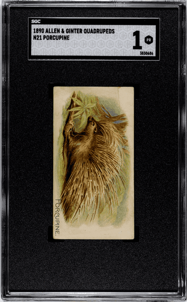 1890 Allen & Ginter Porcupine N21 Quadrupeds SGC 1 front of card