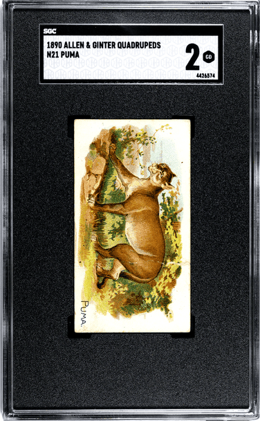 1890 Allen & Ginter Puma N21 Quadrupeds SGC 2 front of card