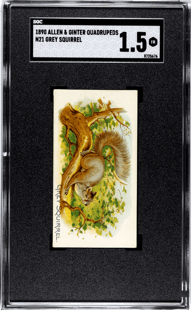 1890 Allen & Ginter Grey Squirrel N21 Quadrupeds SGC 1.5 front of card