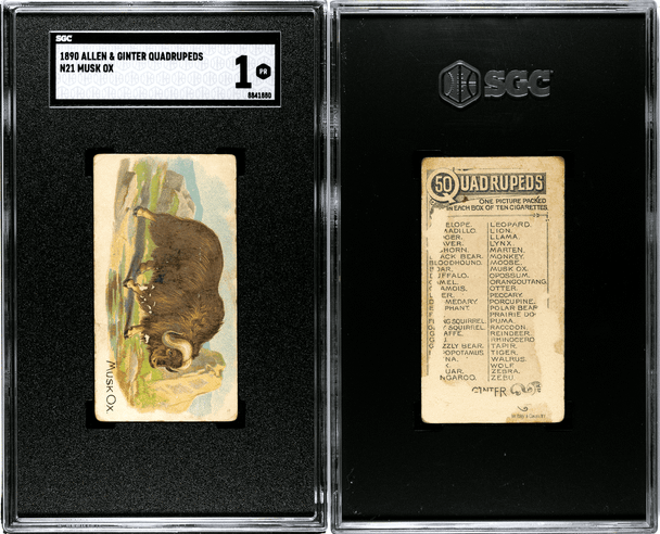 1890 N21 Allen & Ginter Musk Ox 50 Quadrupeds SGC 1 front and back of card