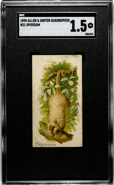 1890 N21 Allen & Ginter Opossum 50 Quadrupeds SGC 1.5 front of card