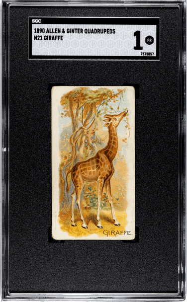 1890 N21 Allen & Ginter Giraffe 50 Quadrupeds SGC 1 front of card