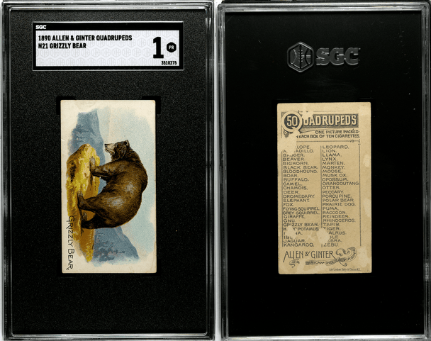 1890 N21 Allen & Ginter Grizzly Bear 50 Quadrupeds SGC 1 front and back of card