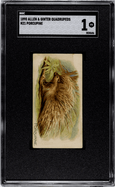 1890 N21 Allen & Ginter Porcupine 50 Quadrupeds SGC 1 front of card