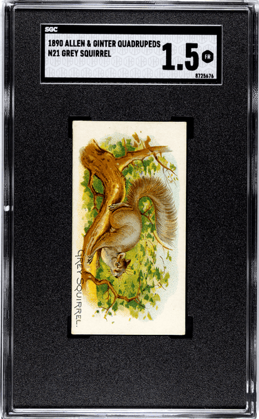 1890 N21 Allen & Ginter Grey Squirrel 50 Quadrupeds SGC 1.5 front of card