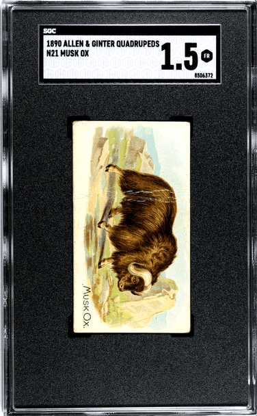 1890 N21 Allen & Ginter Musk Ox 50 Quadrupeds SGC 1.5 front of card