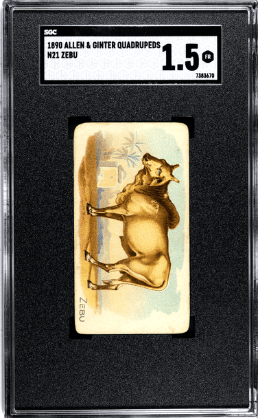 1890 N21 Allen & Ginter Zebu 50 Quadrupeds SGC 1.5 front of card