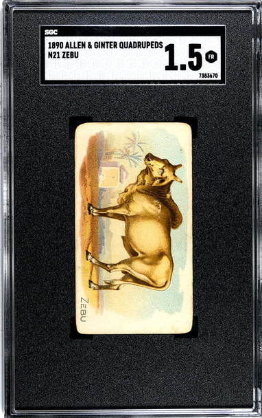 1890 N21 Allen & Ginter Zebu 50 Quadrupeds SGC 1.5 front of card
