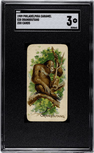 1909 E28 Philadelphia Caramel Orangoutang Zoo Cards SGC 3 front of card