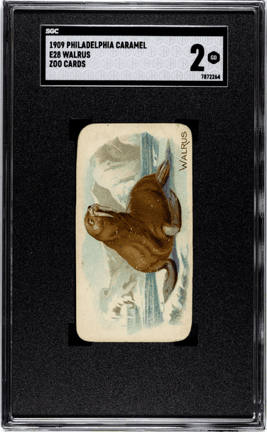 1909 E28 Philadelphia Caramel Walrus Zoo Cards SGC 2 front of card