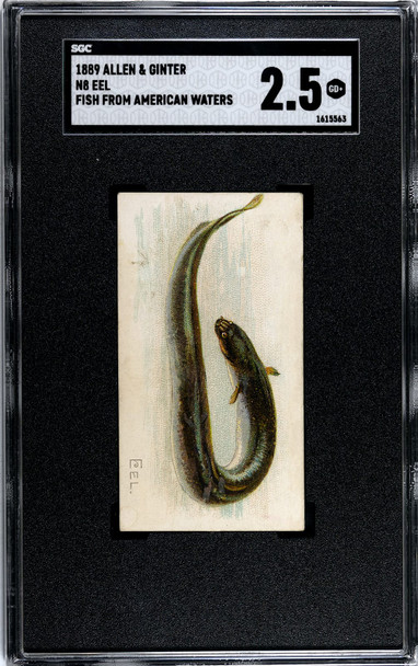 1889 N8 Allen & Ginter Eel 50 Fish From American Waters SGC 2.5 front of card