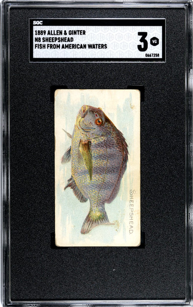 1889 N8 Allen & Ginter Sheepshead 50 Fish From American Waters SGC 3 front of card
