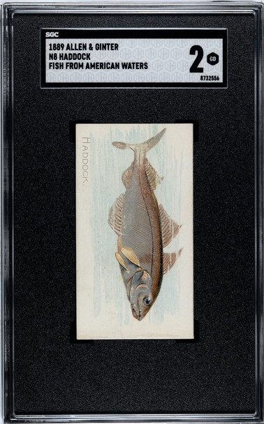 1889 N8 Allen & Ginter Haddock 50 Fish From American Waters SGC 2 front of card
