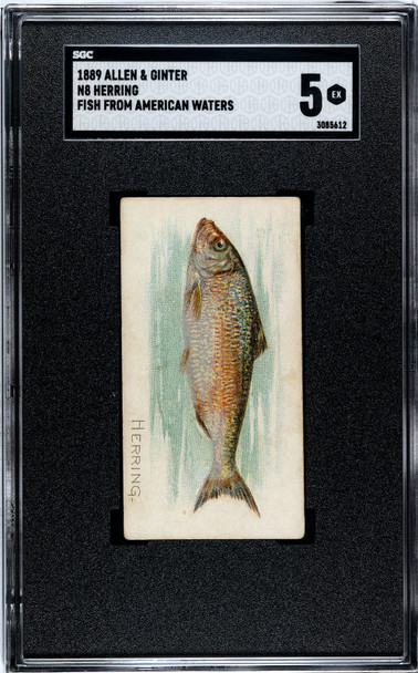 1889 N8 Allen & Ginter Herring 50 Fish From American Waters SGC 5 front of card