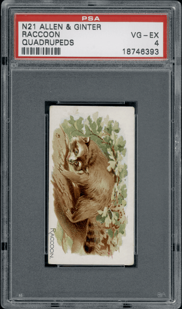 1890 N21 Allen & Ginter Raccoon 50 Quadrupeds PSA 4 front of card
