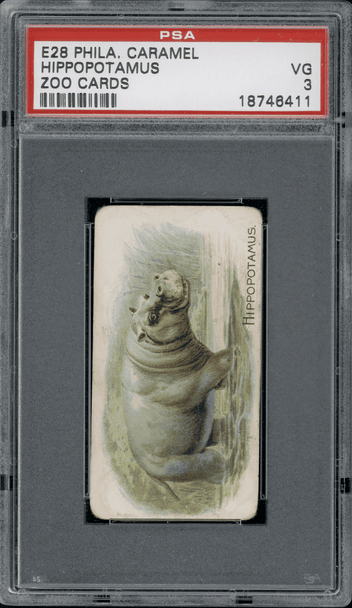 1909 E28 Philadelphia Caramel Hippopotamus Zoo Cards PSA 3 front of card