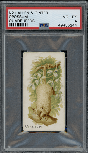 1890 N21 Allen & Ginter Opossum 50 Quadrupeds PSA 4 front of card
