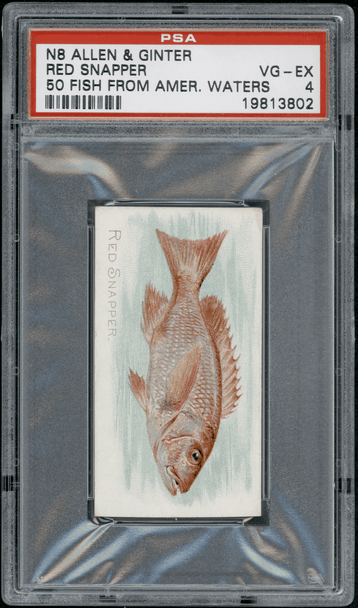 1889 N8 Allen & Ginter Red Snapper 50 Fish From American Waters PSA 4 front of card