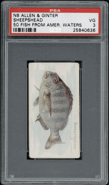 1889 N8 Allen & Ginter Sheepshead 50 Fish From American Waters PSA 3 front of card