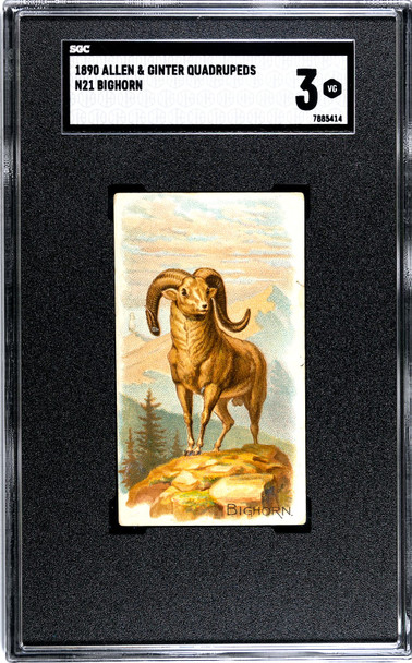 1890 N21 Allen & Ginter Bighorn 50 Quadrupeds SGC 3 front of card
