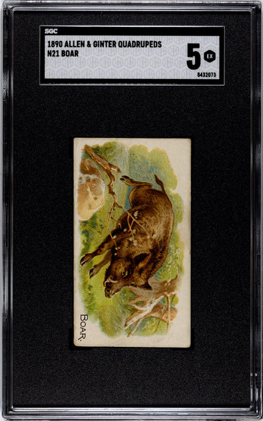 1890 N21 Allen & Ginter Boar 50 Quadrupeds SGC 5 front of card
