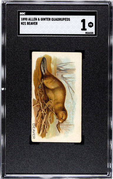 1890 N21 Allen & Ginter Beaver 50 Quadrupeds SGC 1 front of card