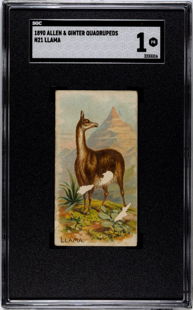 1890 N21 Allen & Ginter Llama 50 Quadrupeds SGC 1 front of card