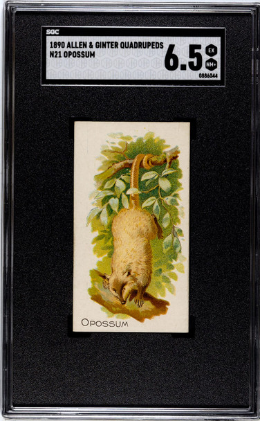 1890 N21 Allen & Ginter Opossum 50 Quadrupeds SGC 6.5 front of card