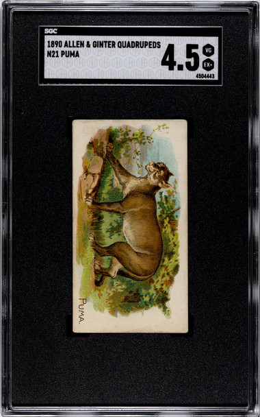 1890 N21 Allen & Ginter Puma 50 Quadrupeds SGC 4.5 front of card