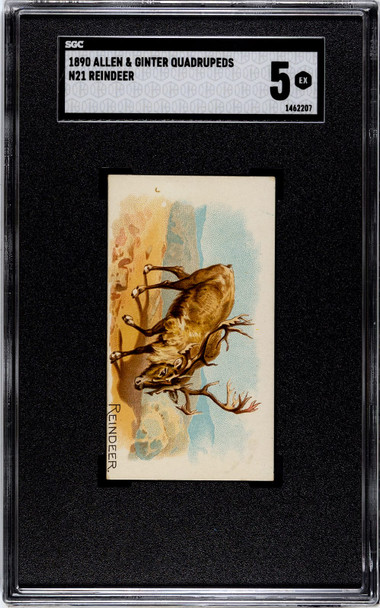 1890 N21 Allen & Ginter Reindeer 50 Quadrupeds SGC 5 front of card