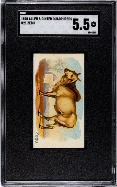 1890 N21 Allen & Ginter Zebu 50 Quadrupeds SGC 5.5 front of card