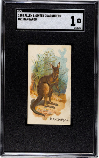 1890 N21 Allen & Ginter Kangaroo 50 Quadrupeds SGC 1 front of card