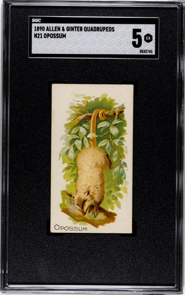 1890 N21 Allen & Ginter Opossum 50 Quadrupeds SGC 5 front of card