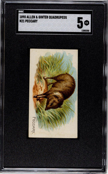 1890 N21 Allen & Ginter Peccary 50 Quadrupeds SGC 5 front of card